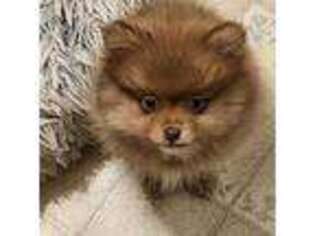 Pomeranian Puppy for sale in Manchester, NH, USA