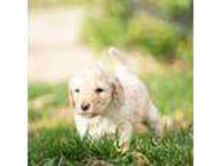 Goldendoodle Puppy for sale in Sandusky, OH, USA