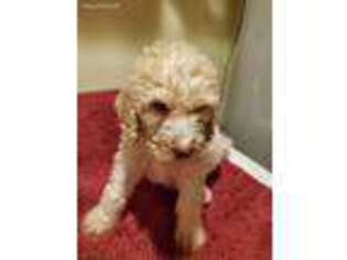 Mutt Puppy for sale in Lillian, AL, USA