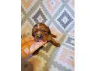 Cavalier King Charles Spaniel Puppy for sale in Lenoir, NC, USA