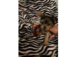 Yorkshire Terrier Puppy for sale in Scotts Hill, TN, USA