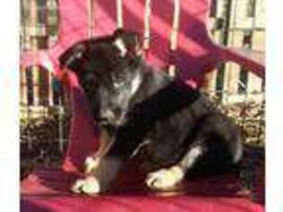 German Shepherd Dog Puppy for sale in Miltonvale, KS, USA