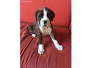 Boxer Puppy for sale in Oakland, CA, USA