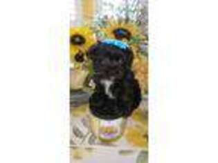 Mutt Puppy for sale in Norwalk, CA, USA