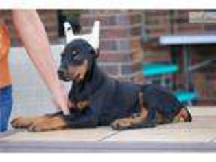 Doberman Pinscher Puppy for sale in Springfield, MO, USA