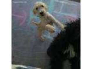 Labradoodle Puppy for sale in Pocatello, ID, USA