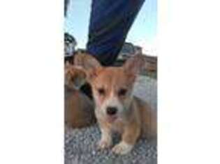Pembroke Welsh Corgi Puppy for sale in West Union, OH, USA
