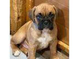 Boxer Puppy for sale in Johnson, VT, USA