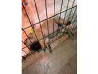 Mastiff Puppy for sale in Hartselle, AL, USA