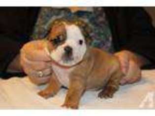 Bulldog Puppy for sale in MOXEE, WA, USA