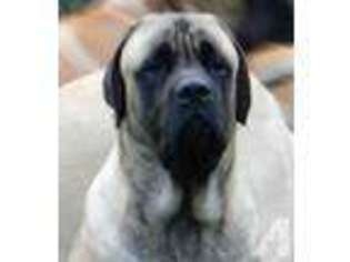 Mastiff Puppy for sale in ELBURN, IL, USA