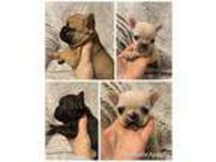 French Bulldog Puppy for sale in Edgewood, TX, USA