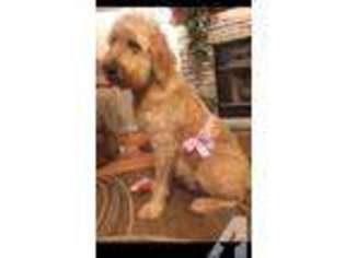 Goldendoodle Puppy for sale in ASHEBORO, NC, USA