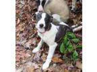 Whippet Puppy for sale in Asheville, NC, USA