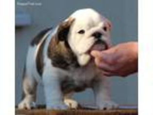 Bulldog Puppy for sale in Mission, TX, USA