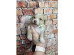 Labradoodle Puppy for sale in Litchfield Park, AZ, USA