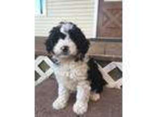 Mutt Puppy for sale in Lyons, NY, USA