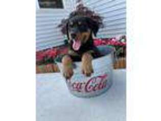 Rottweiler Puppy for sale in Middlebury, IN, USA