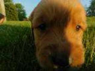 Golden Retriever Puppy for sale in Mount Vernon, WA, USA