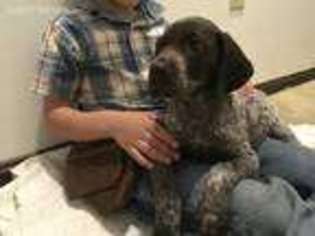 German Shorthaired Pointer Puppy for sale in Sunbury, PA, USA