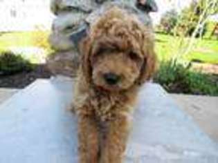 Goldendoodle Puppy for sale in Lansing, MI, USA