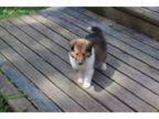 Collie Puppy for sale in Mansfield, OH, USA