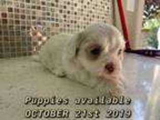 Lhasa Apso Puppy for sale in Sacramento, CA, USA