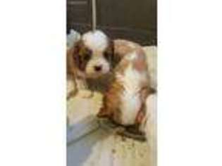 Cavalier King Charles Spaniel Puppy for sale in El Cajon, CA, USA
