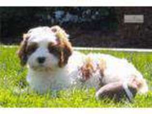Cavapoo Puppy for sale in Harrisburg, PA, USA