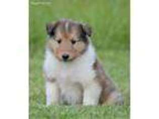 Collie Puppy for sale in Elk Falls, KS, USA