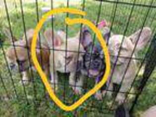 French Bulldog Puppy for sale in Carter, OK, USA