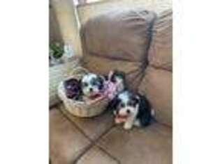 Mal-Shi Puppy for sale in Chisago City, MN, USA