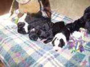 Portuguese Water Dog Puppy for sale in FORT LAUDERDALE, FL, USA