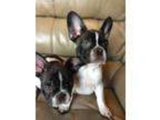French Bulldog Puppy for sale in Alexandria, OH, USA