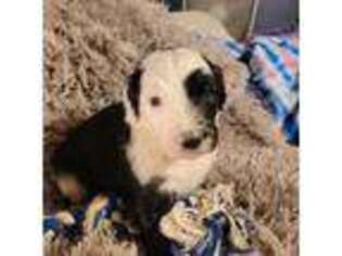 Old English Sheepdog Puppy for sale in Unknown, , USA