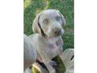 Weimaraner Puppy for sale in Argyle, WI, USA