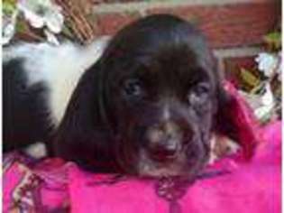 Basset Hound Puppy for sale in Grabill, IN, USA