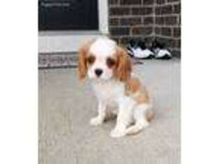 Cavalier King Charles Spaniel Puppy for sale in Greenwood, IN, USA