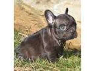 French Bulldog Puppy for sale in Ronks, PA, USA
