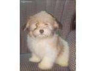 Havanese Puppy for sale in Molalla, OR, USA