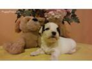 Havanese Puppy for sale in Buckingham, VA, USA