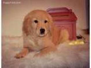 Golden Retriever Puppy for sale in West Brookfield, MA, USA