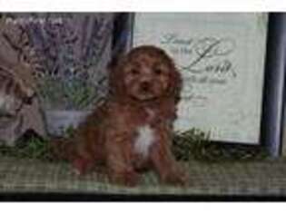 Cavapoo Puppy for sale in Columbia, PA, USA