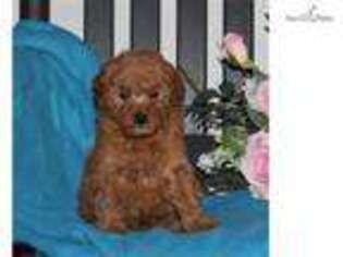 Goldendoodle Puppy for sale in Harrisburg, PA, USA