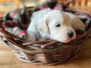 Goldendoodle Puppy for sale in Spicer, MN, USA