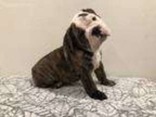 Bulldog Puppy for sale in Chino, CA, USA