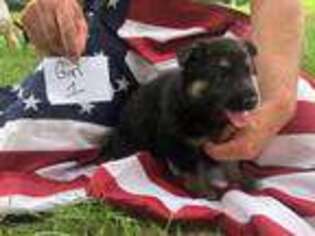 German Shepherd Dog Puppy for sale in Westfield, WI, USA