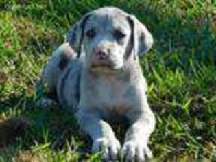 Great Dane Puppy for sale in Galena, MO, USA