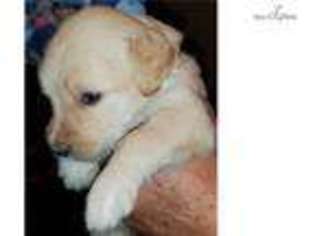 Goldendoodle Puppy for sale in Valdosta, GA, USA