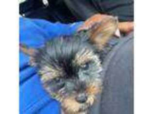 Yorkshire Terrier Puppy for sale in Oak Brook, IL, USA